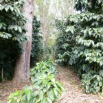 Specialty Coffee From Guatemala SHB COLOMBA Farm